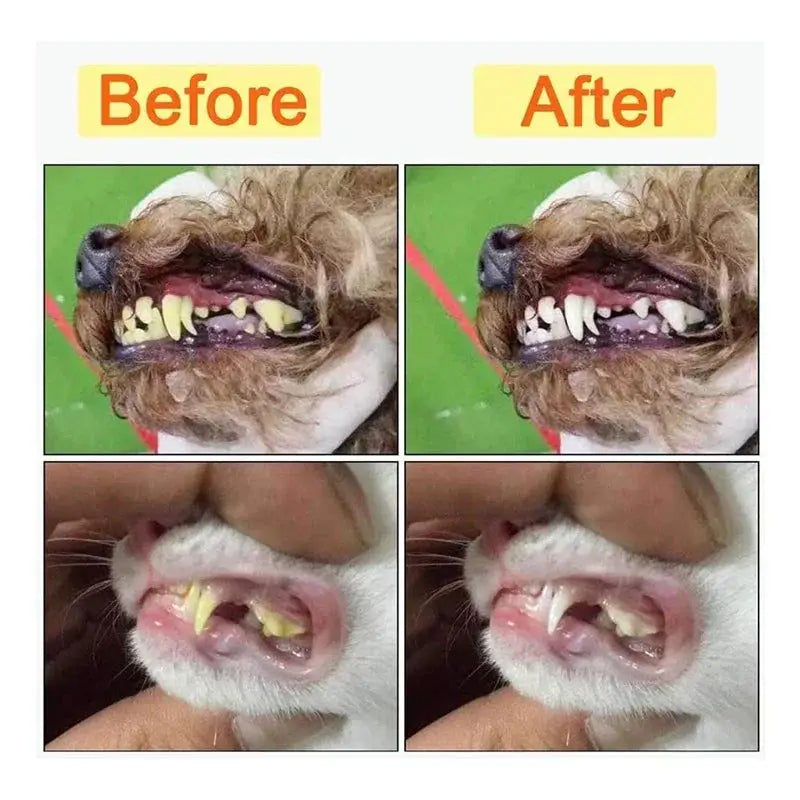 Easy pet tartar removal at home