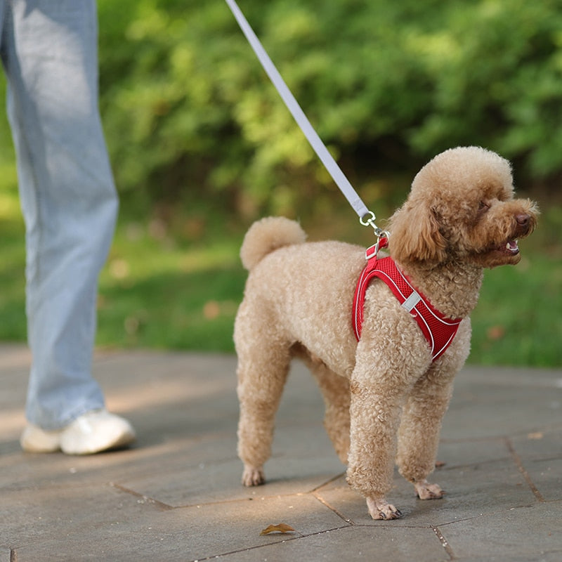 A dog owner and their pet are on a city walk with a lead leash.