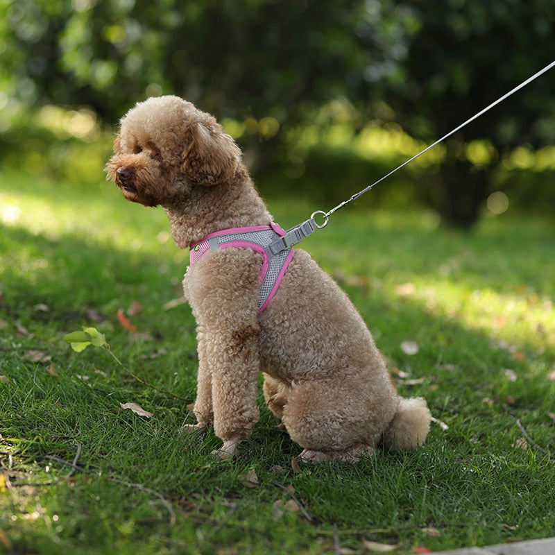 A canine adventurer is all set with a sturdy lead leash.