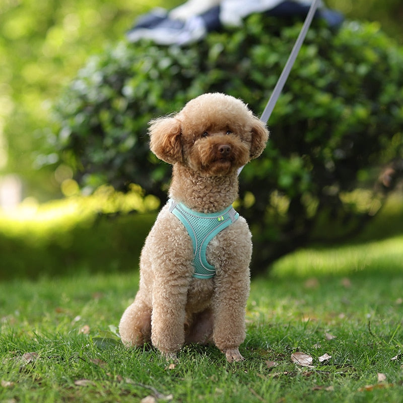 A close-up of a comfortable and reliable dog harness.