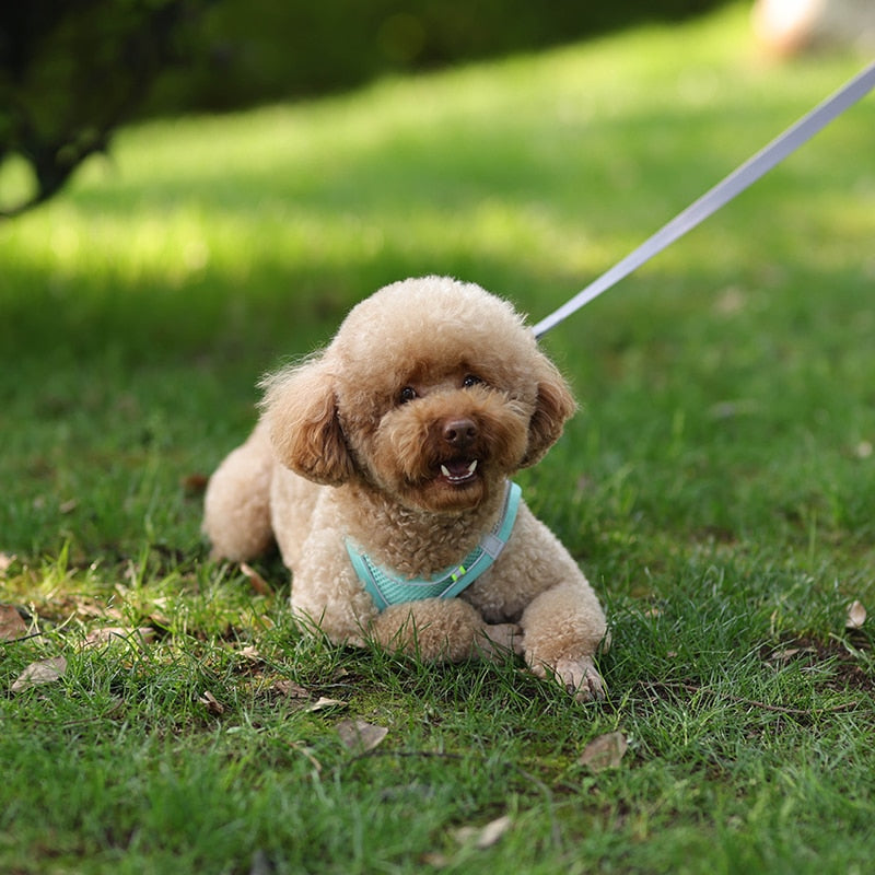 Adventure essentials - dog harness and lead