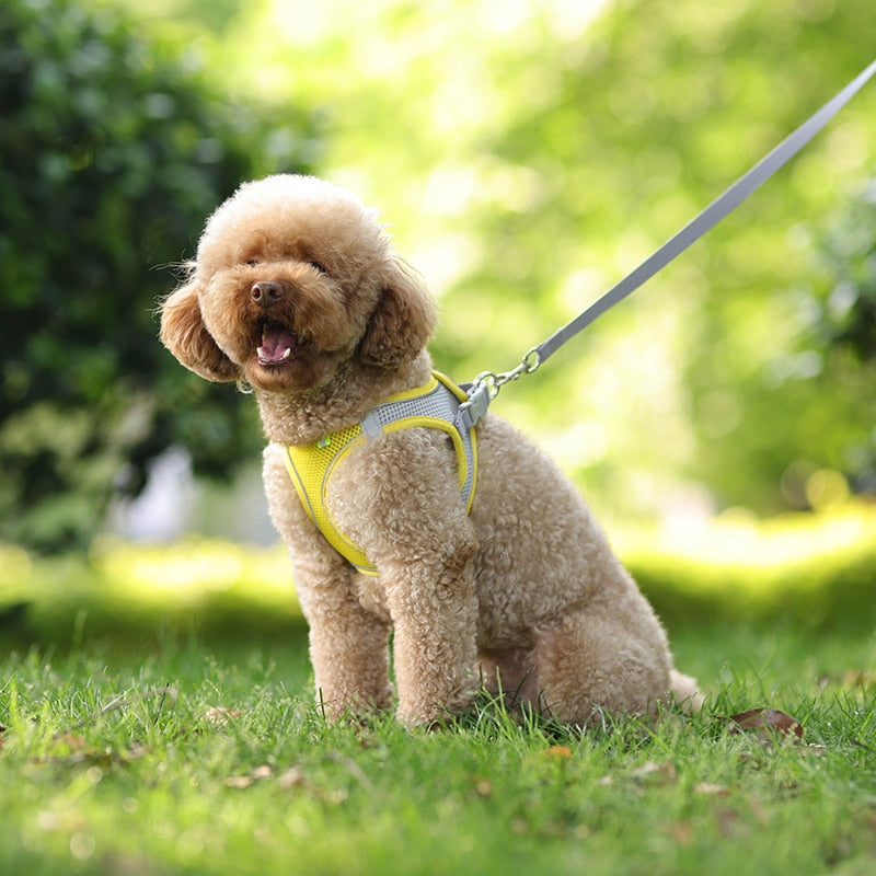A dog enjoying a day out with a dependable harness.