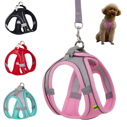 A strong lead leash designed for outdoor excursions.