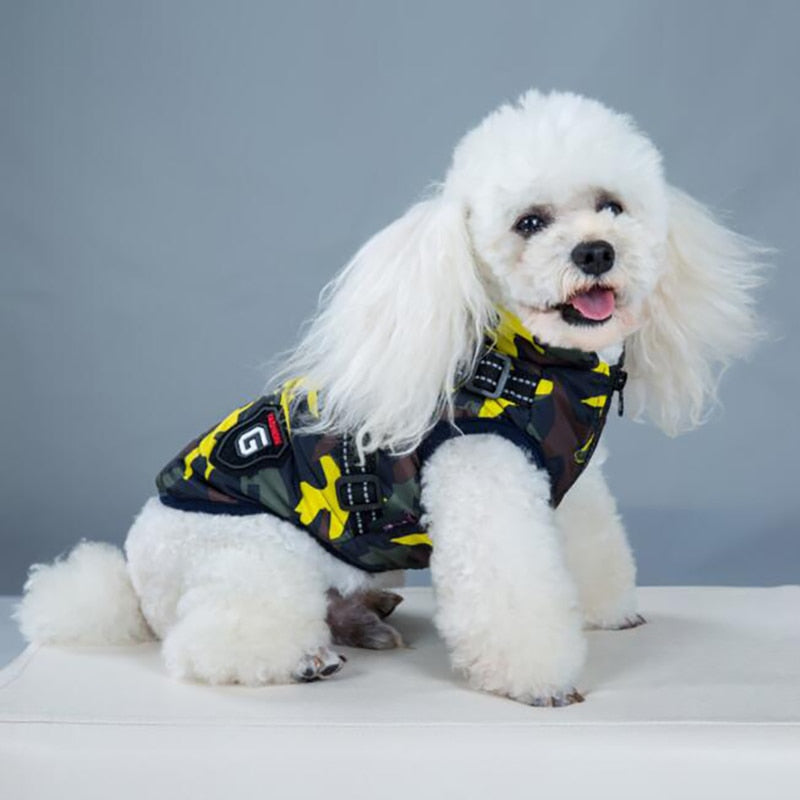 Fashion-forward dog apparel